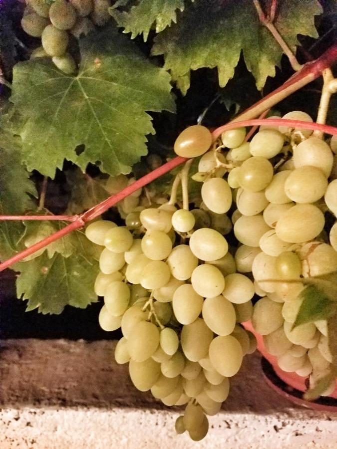 Antico Trullo Immerso Nella Campagna アルベロベッロ エクステリア 写真